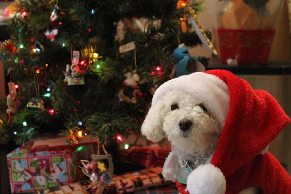 Få dine dyr passet til jul og nytår